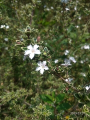 Serissa
