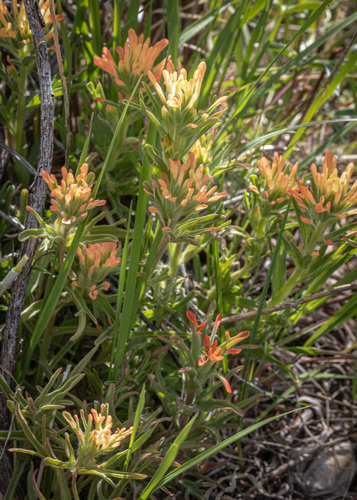 Remote-flowered Paintbrush (Castilleja dissitiflora)