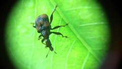 Strigapoderus