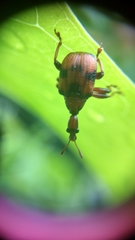 Strigapoderus