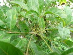 Heptapleurum heptaphyllum