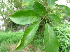 Heptapleurum heptaphyllum