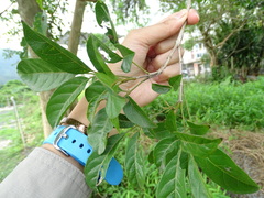 Heptapleurum heptaphyllum