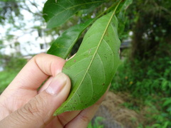 Heptapleurum heptaphyllum