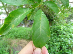 Heptapleurum heptaphyllum