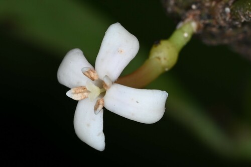 Palo-de-Hierro (Ixora ferrea)