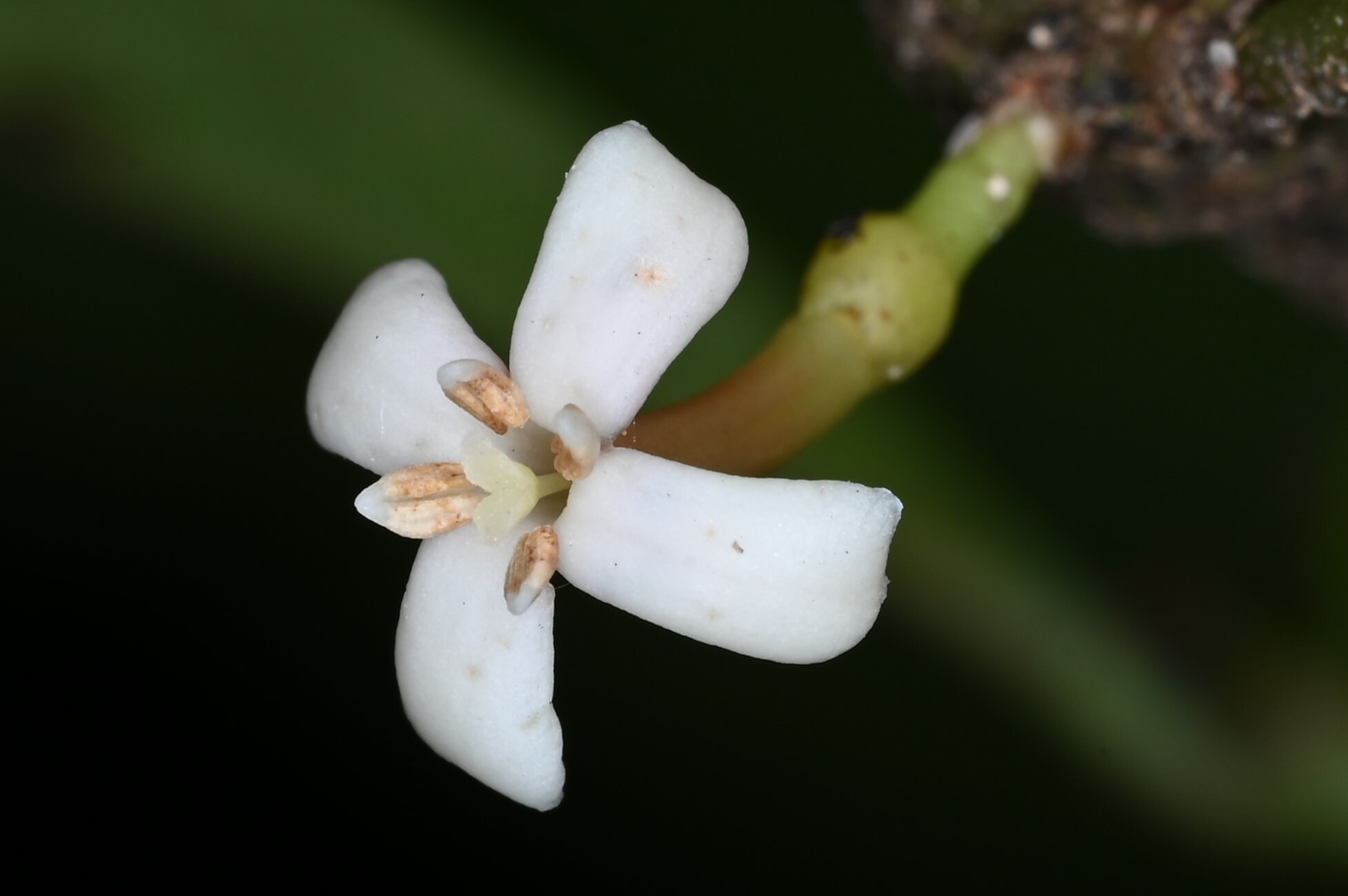 Ixora ferrea