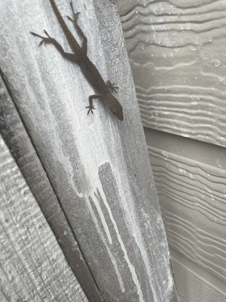 Green Anole from Springfield At Thaxton Road, Austin, TX, USA on