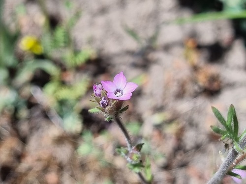 Gilia laciniata (Gilia laciniata)