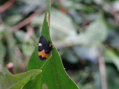 Phyllotropis cingulata