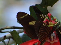 Heliconius erato
