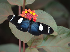 Heliconius wallacei