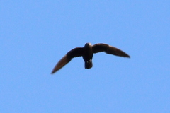 Great Dusky Swift photo 2