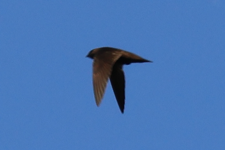 Sooty Swift (Cypseloides fumigatus) photo