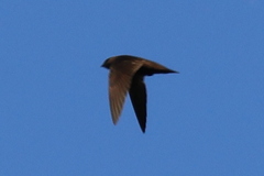 Sooty Swift photo 1