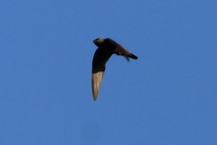 Sooty Swift photo 2