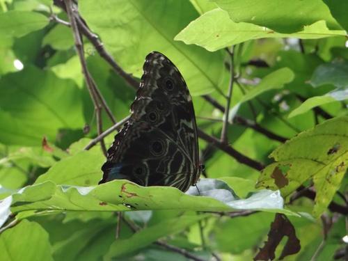 Photo of Scarce Morpho (Morpho deidamia)