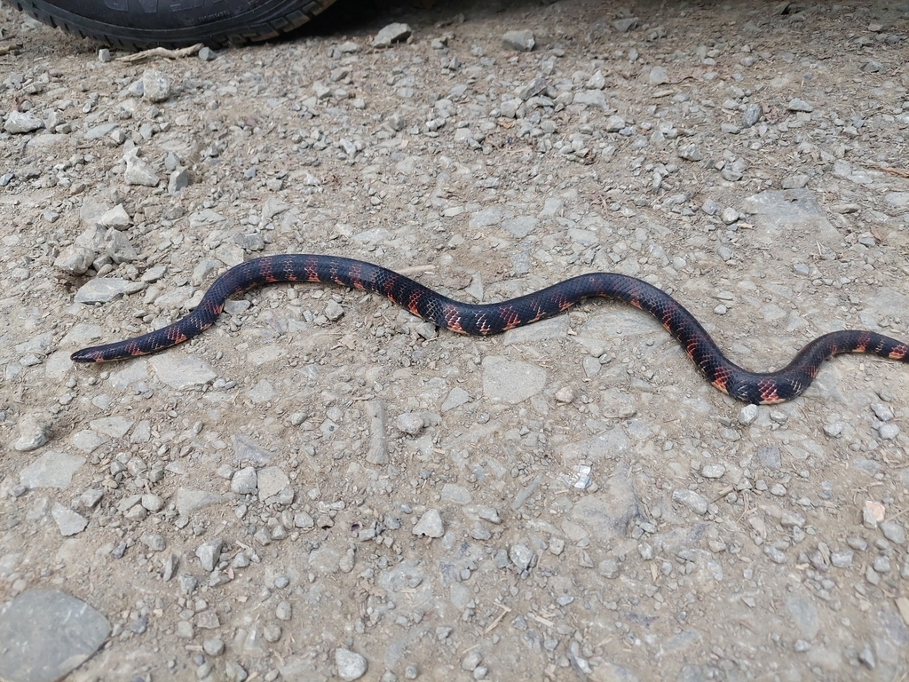 Fat Ground Snake