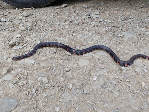 Fat Ground Snake, Atractus obesus