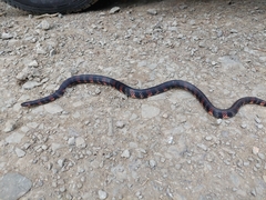 Fat Ground Snake