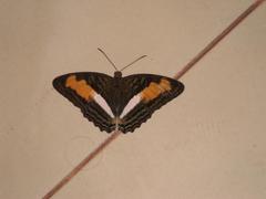 Adelpha plesaure