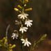 Goodenia helmsii - Photo (c) geoffbyrne, μερικά δικαιώματα διατηρούνται (CC BY-NC)