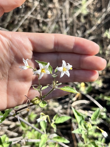 iNaturalist observation photo of greenspot nightshade