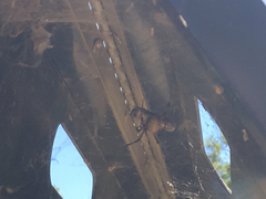 Latrodectus geometricus