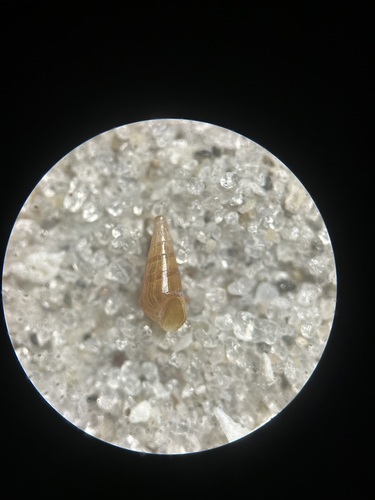 Microeulima