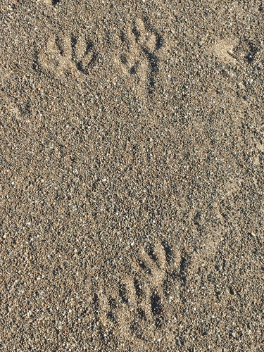 Raccoon Tracks – NatureTracking