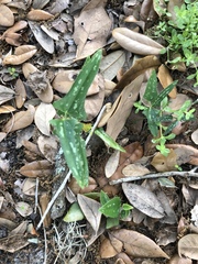 Smilax bona-nox image