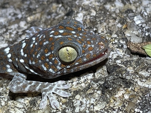 Tokay Gecko — seen at this dive site