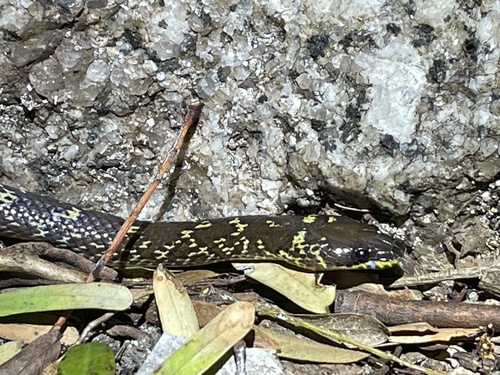 Common Wolf Snake — seen at this dive site