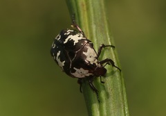 Protaetia aurichalcea