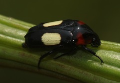 Dicheros bimacula
