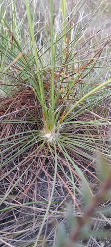 Bulbostylis lanata (Bulbostylis lanata)
