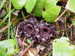 Asarum tamaense