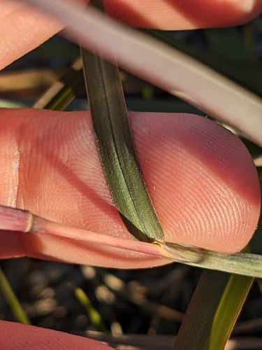 Image of White Bluestem (Anatherum dealbatum) by (c) Eric Knight, some rights reserved (CC BY)