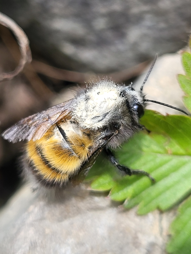 Bombus butteli