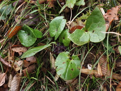 Asarum tamaense