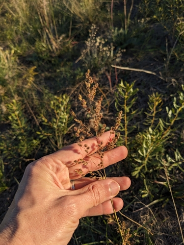 Image of Anthenantia texana by (c) Eric Knight, some rights reserved (CC BY)