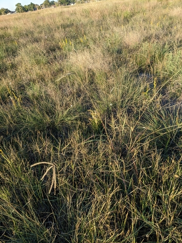 Image of Stapfochloa canterae by (c) Eric Knight, some rights reserved (CC BY)