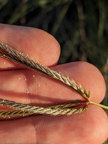 Image of Stapfochloa canterae by (c) Eric Knight, some rights reserved (CC BY)