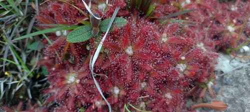 Drosera graomogolensis