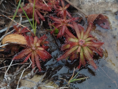 Drosera graomogolensis