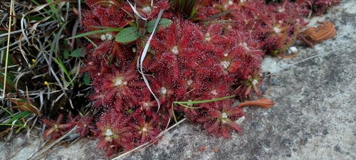 Drosera graomogolensis