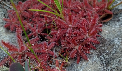 Drosera graomogolensis