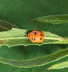 Harmonia axyridis