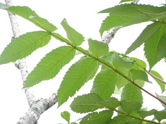 Rhus chinensis