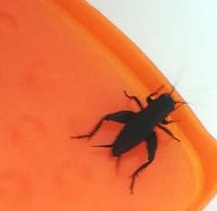 Melanogryllus desertus